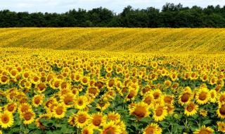 向日葵花海 向日葵花海
